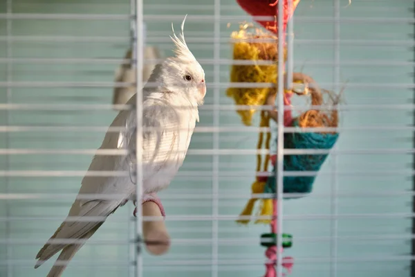 Albino Cockatiel Prendere Sole Appollaiato Palo Legno Nella Gabbia Uccelli — Foto Stock