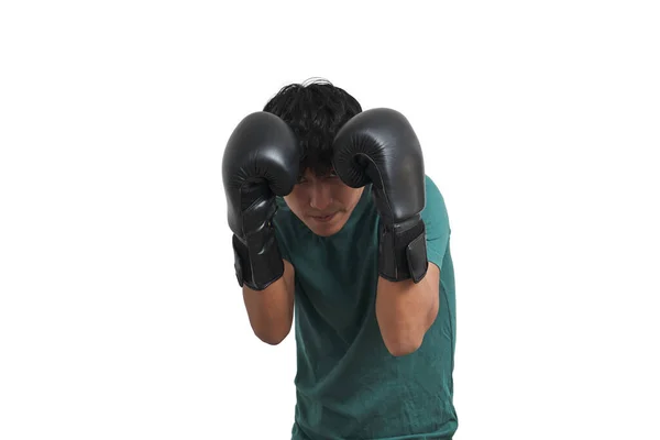 Tortuga Boxeadora Peruana Joven Custodiando Aislado Sobre Fondo Blanco —  Fotos de Stock