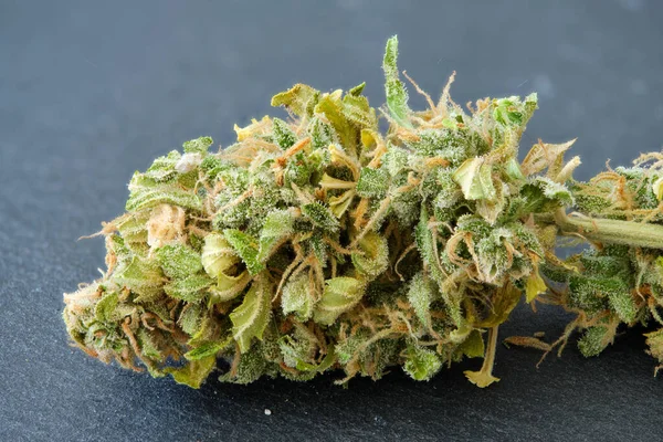 Close Cannabis Female Flower Slate Marijuana Plant — стоковое фото