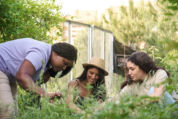 Tres Jóvenes Mujeres Multirraciales Quitando Las Malas Hierbas Jardín Urbano — Foto de Stock