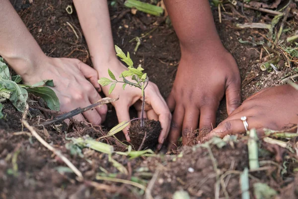 Dos Jóvenes Agricultoras Irreconocibles Plantando Plántulas Tomate Desde Semillero Hasta — Foto de Stock