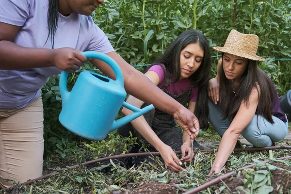 Three Female Farmers Farmers Watering Tomato Seedlings Urban Garden Volunteers — Foto de Stock