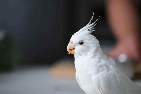 Close Albino Cockatiel Eating Carrot White Faced Lutinos Mutation — 图库照片