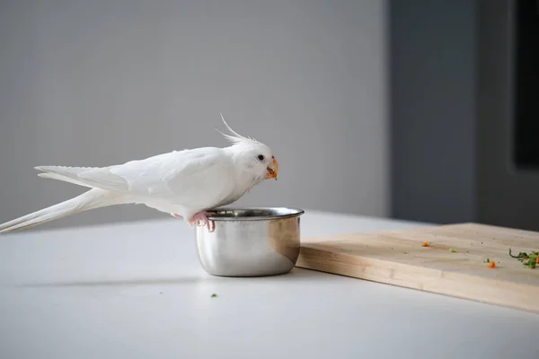 Albino Cockatiel Eating Vegetables White Faced Lutinos Mutation —  Fotos de Stock