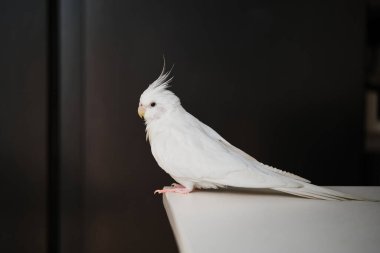 Albino cockatiel on a table. White-faced Lutinos mutation.