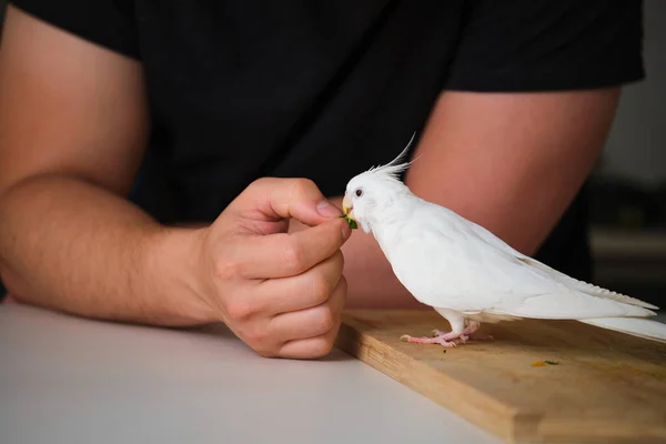 Albino Cockatiel Eating Spinach Its Owner Hand White Faced Lutinos — Foto Stock