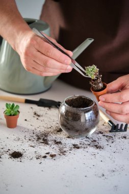 Mans hands using tweezers to repot a mini succulent plant. Home gardening.