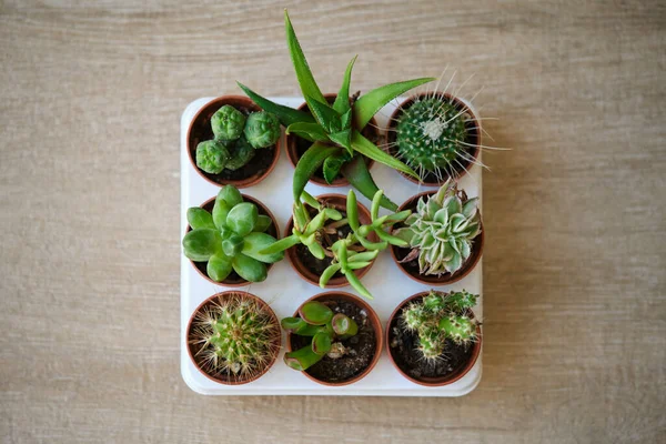 Top View Set Mini Cactus Succulent Plants Brown Mini Pots — Zdjęcie stockowe