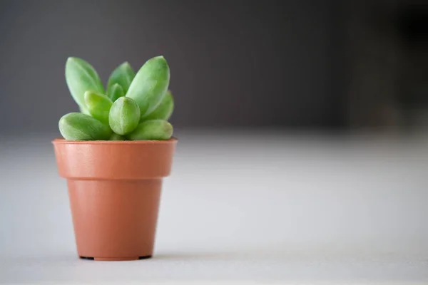 Mini Pachyphytum Compactum Little Jewel Succulent Plant Closely Set Rosette — Zdjęcie stockowe