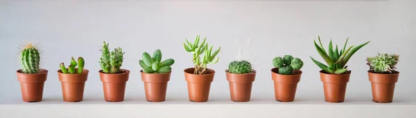 Set of mini cactus and succulent plants in brown mini pots banner.