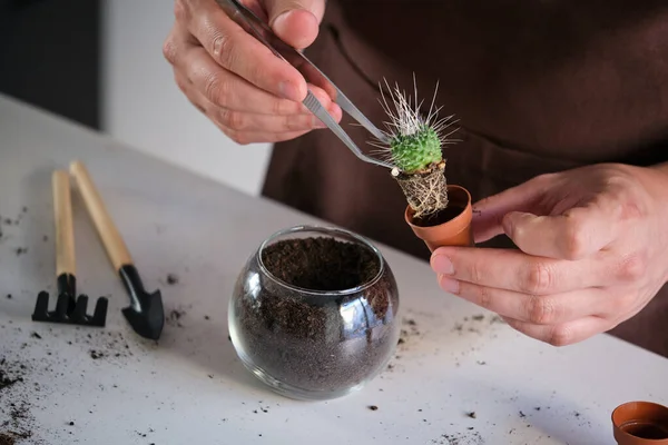 Mans Hands Using Tweezers Repot Mini Mammillaria Spinosissima Pico Tylecodon — Zdjęcie stockowe