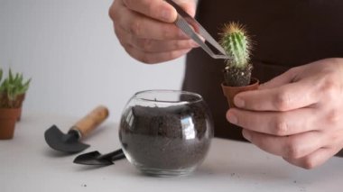 Mans hands transplanting a mini cactus to a crystal vase pot. Home gardening.