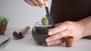 Mans hands embed a mini cactus in soil. Home gardening.