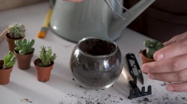 Mans hands using tweezers to repot a Lophophora, spineless, button-like cacti. Home gardening.