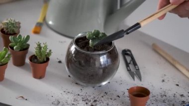 Mans hands adding soil and water to a mini Lophophora, spineless, button-like cacti after transplanting to a crystal vase pot. Home gardening.