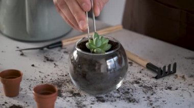 Mans hands using tweezers to repot a mini Pachyphytum compactum, Little Jewel succulent plant. Home gardening.