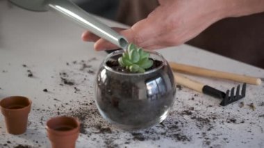 Mans hands watering a mini Pachyphytum compactum, Little Jewel succulent plant after transplanting to a crystal vase pot. Home gardening.