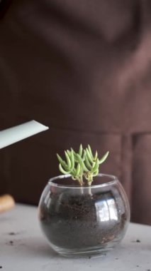 Mans hands watering a mini succulent plant, Tylecodon buchholzianus. Home gardening.