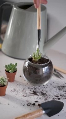 Mans hands adding soil and water to a mini cactus after transplanting to a crystal vase pot. Home gardening.