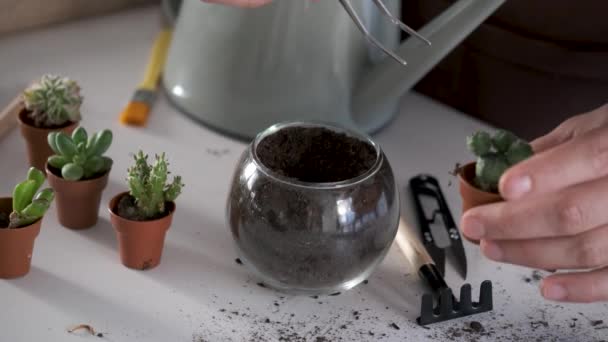 Mans Hands Using Tweezers Repot Lophophora Spineless Button Cacti Home — Vídeos de Stock