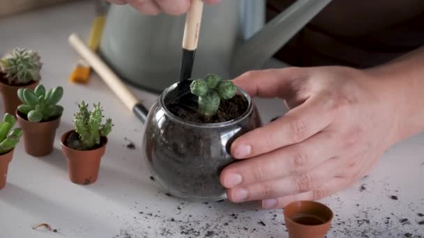 Mans Hands Embed Lophophora Spineless Button Cacti Soil Home Gardening — Vídeo de stock