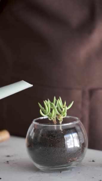 Mans Hands Watering Mini Succulent Plant Tylecodon Buchholzianus Home Gardening — Vídeo de Stock