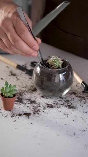 Mans Hands Using Tweezers Repot Mini Succulent Plant Home Gardening — Stockvideo