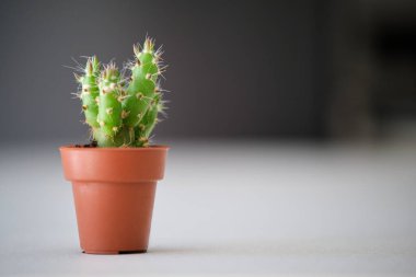 Close up of mini cactus plant with copy space.
