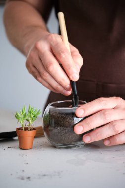 Mans hands filling a crystal vase pot with soil to repot a mini succulent plant, Tylecodon buchholzianus. Home gardening.
