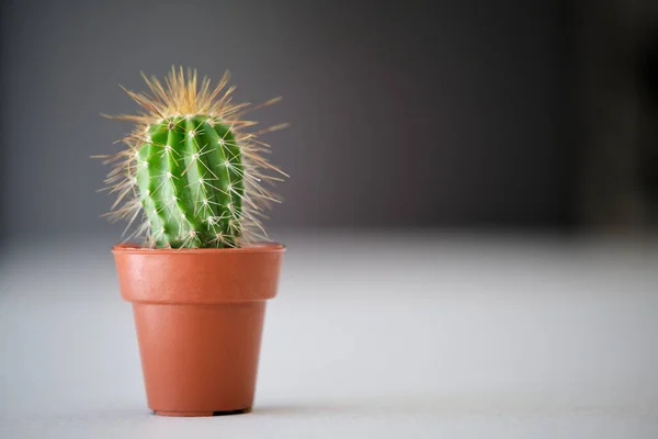Close Mini Cactus Plant Copy Space — Zdjęcie stockowe