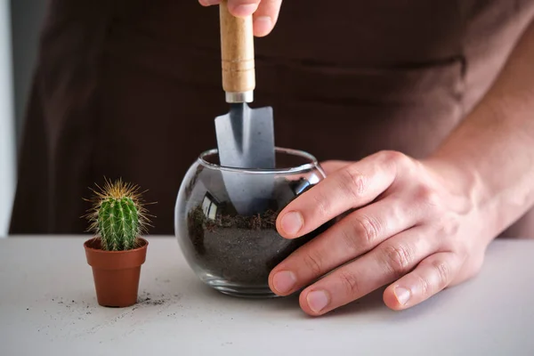 Mans Hands Filling Crystal Vase Pot Soil Repot Mini Cactus — Fotografia de Stock