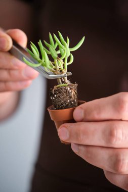 Mans hands using tweezers to repot a mini succulent plant, Tylecodon buchholzianus. Home gardening.