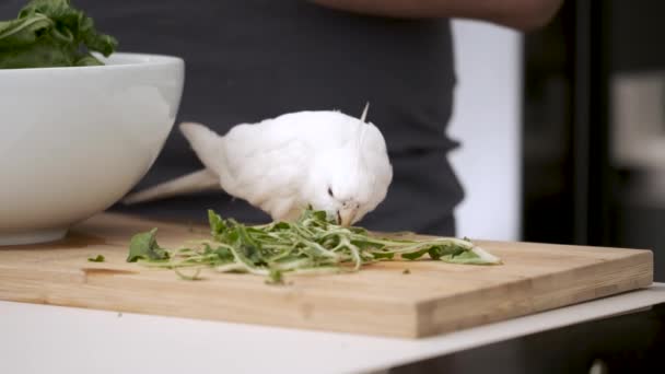 Albino Cockatiel Eating Rests Swiss Chard Its Owner Preparing White — Vídeo de stock