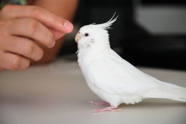 Sahibi, albino papağanını elleriyle eğitiyor. Beyaz yüzlü Lutinos mutasyonu.
