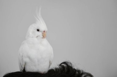 Sahibinin kafasında albino kakatiel var. Beyaz yüzlü Lutinos mutasyonu.