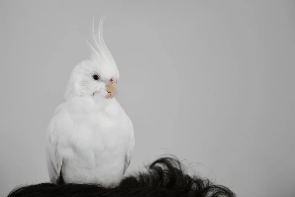 Albino Cockatiel在它主人的头上白脸卢提诺斯突变 — 图库照片