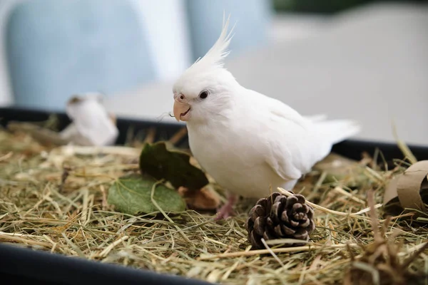 Albino Cockatiel Gioca Nel Suo Vassoio Foraggiamento Arricchimento Ambientale Mutazione — Foto Stock