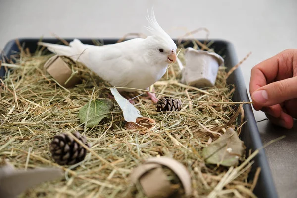 Albino Cockatiel Hraje Svým Majitelem Svém Zásobníku Obohacování Životního Prostředí — Stock fotografie