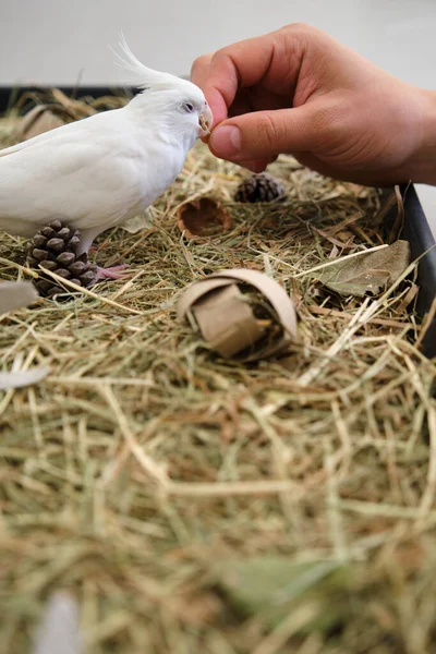 Albino Cockatiel Brincando Com Seu Proprietário Sua Bandeja Forrageamento Enriquecimento — Fotografia de Stock