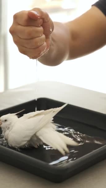 Owner Hand Bathing Its Albino Cockatiel White Faced Lutinos Mutation — Stock Video