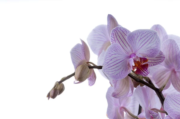 Orchids on right side — Stock Photo, Image