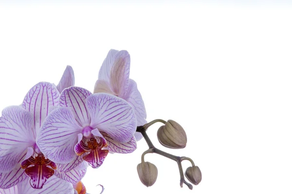 Orkide üzerinde sol alt — Stok fotoğraf