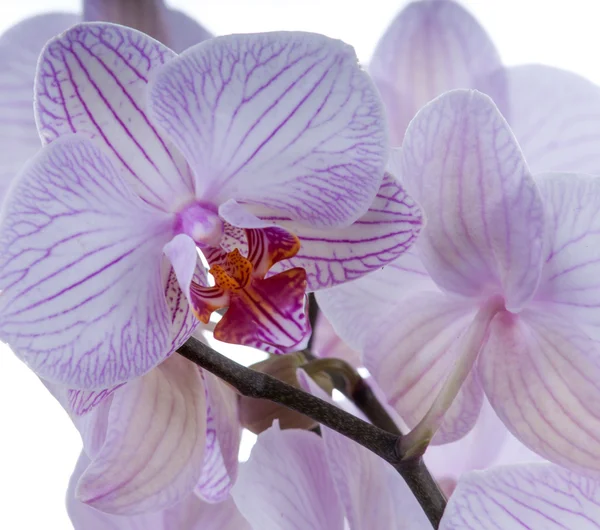 Orchid square crop — Stock Photo, Image