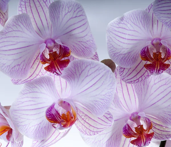 Macro colpo dei orchids — Foto Stock