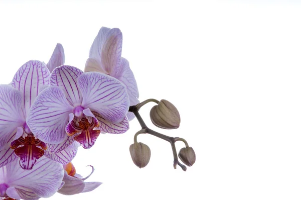 Orchideen — Stockfoto