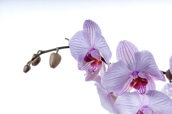 Fiori di orchidea con spazio sul lato sinistro — Foto Stock