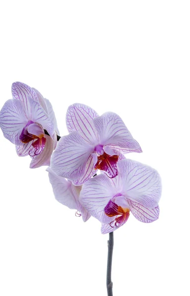 Fiori di orchidea viola su un gambo — Foto Stock