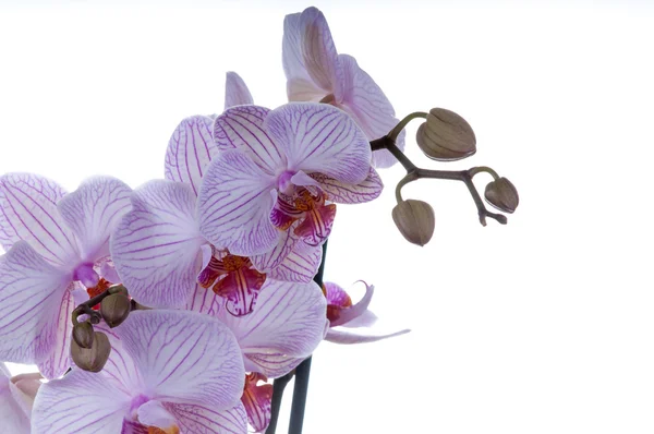 Primo piano dell'orchidea — Foto Stock