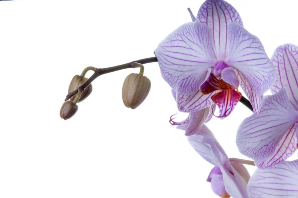 Fioletowe kwiaty orchidei — Zdjęcie stockowe