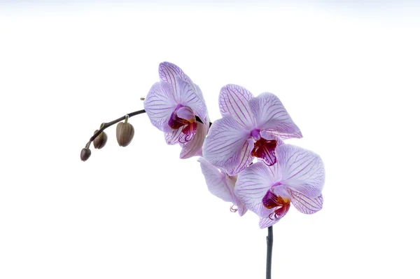 Einzelner Orchideenstamm horizontal — Stockfoto